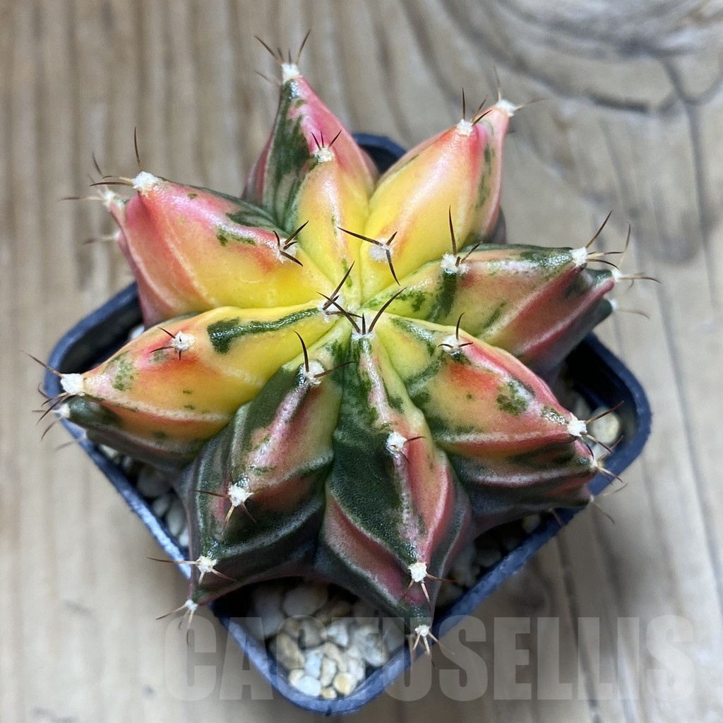 SH3211 Gymnocalycium mihanovichii f. variegata, seedling - Image 3