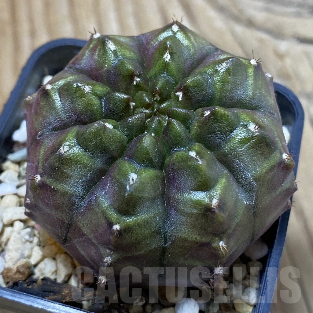 SH3844 Gymnocalycium mihanovichii ‘Nana’ x ‘Day Dream’, seedling - Image 2