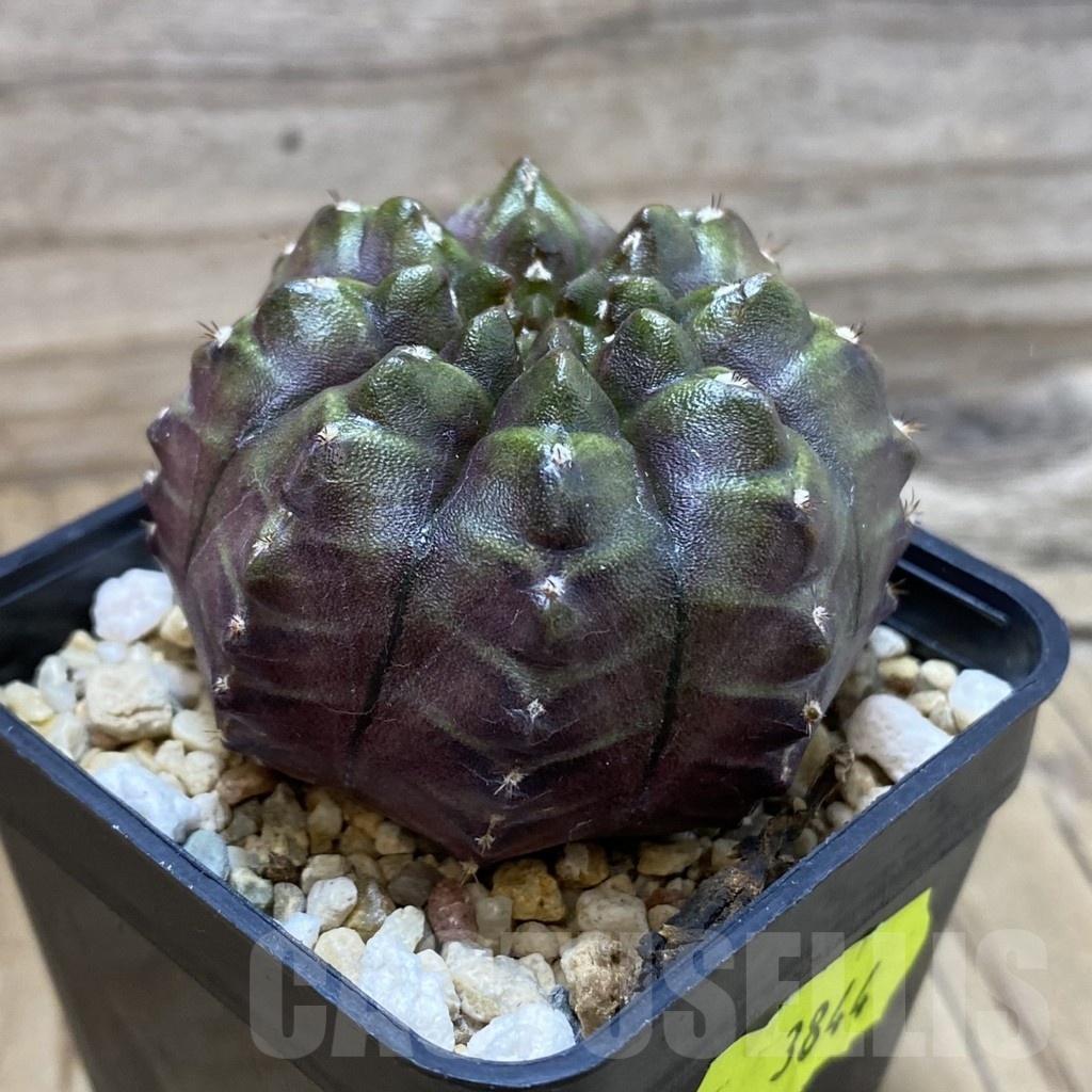 SH3844 Gymnocalycium mihanovichii ‘Nana’ x ‘Day Dream’, seedling - Image 3