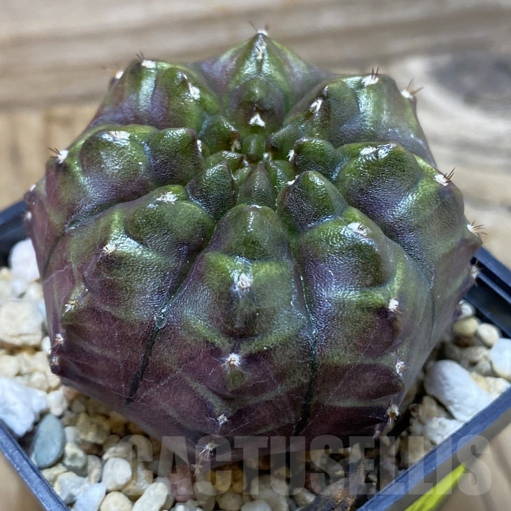 SH3844 Gymnocalycium mihanovichii ‘Nana’ x ‘Day Dream’, seedling