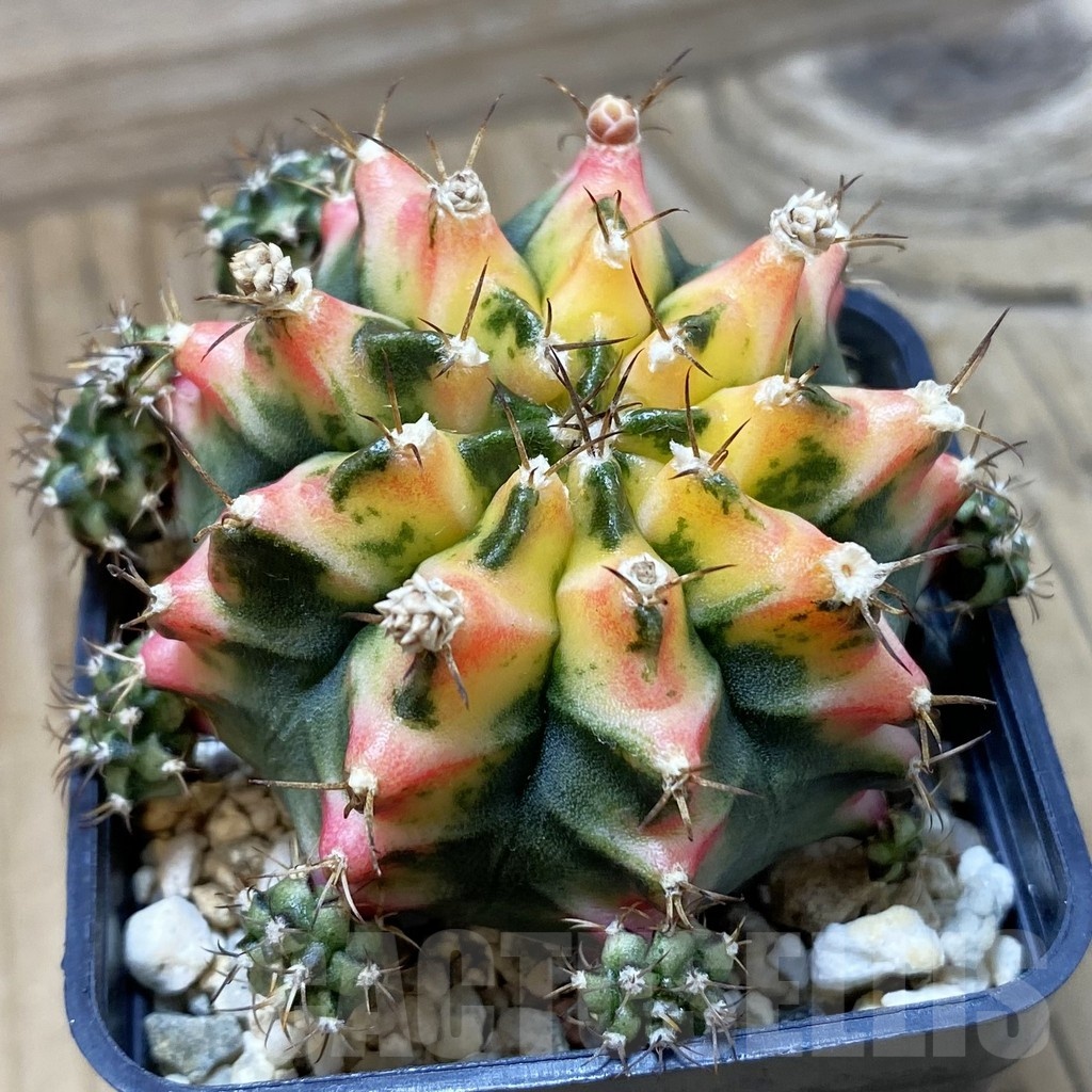 SH4587 Gymnocalycium mihanovichii ‘Multicolor’