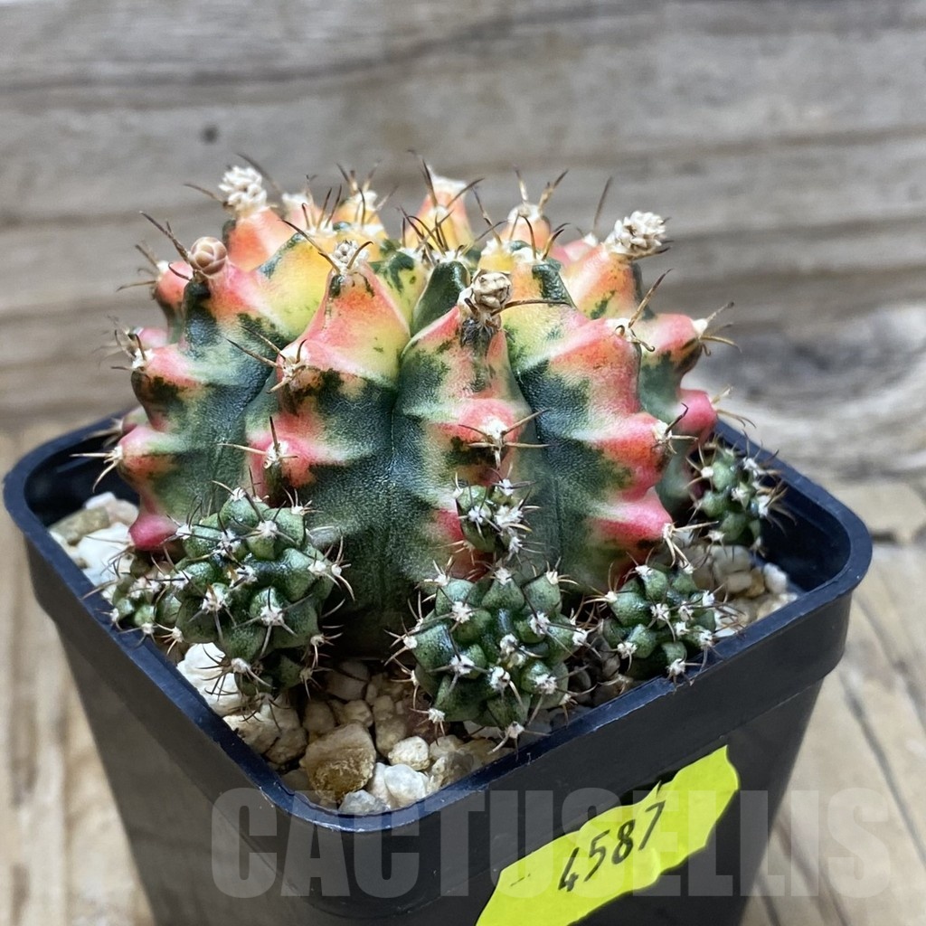 SH4587 Gymnocalycium mihanovichii ‘Multicolor’ - Image 2