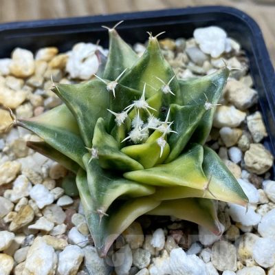 SH4911 Obregonia denegrii f. variegata