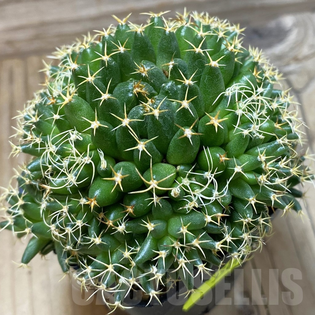 SH3501 Mammillaria camptotricha ‘Bru’, seedling