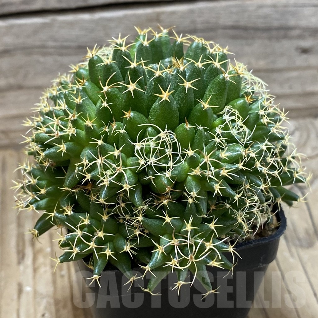 SH3501 Mammillaria camptotricha ‘Bru’, seedling - Image 2