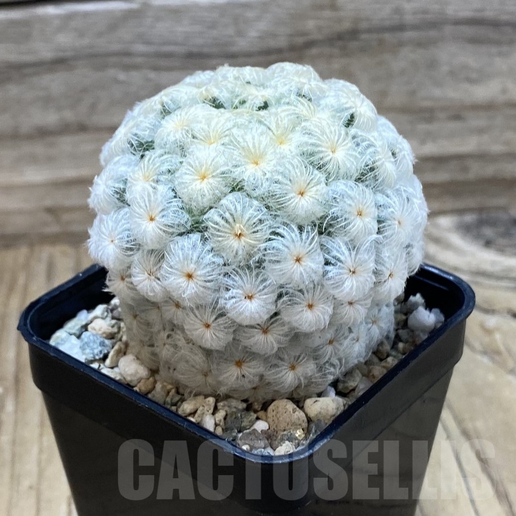 SH20122 Mammillaria plumosa 'Enoki' - Image 2