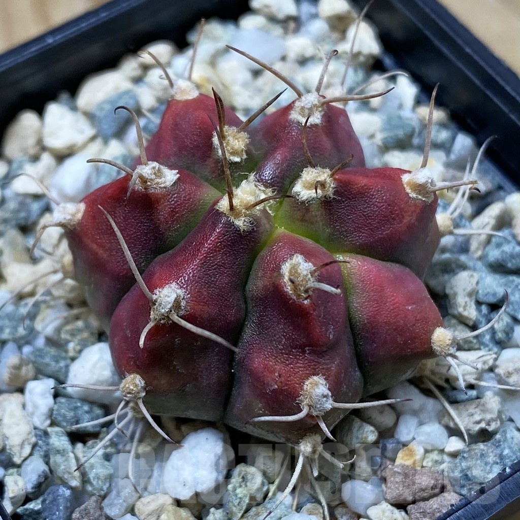 SH20638 Gymnocalycium mihanovichii ‘Deadpool’