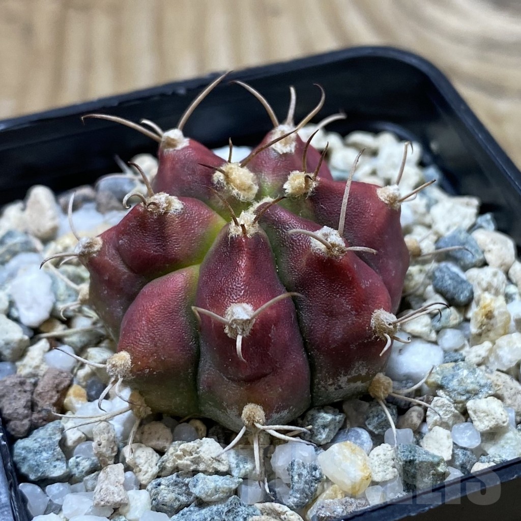 SH20638 Gymnocalycium mihanovichii ‘Deadpool’ - Image 2