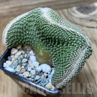SH20613 Strombocactus disciformis f. cristata, own roots