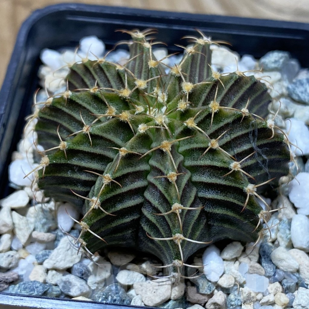 SH20576 Gymnocalycium friedrichii 9R001