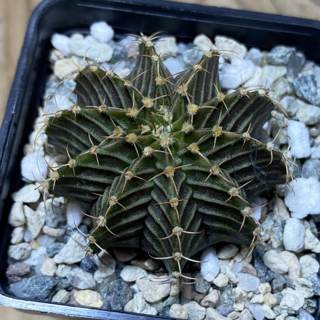 SH20576 Gymnocalycium friedrichii 9R001 - Image 2