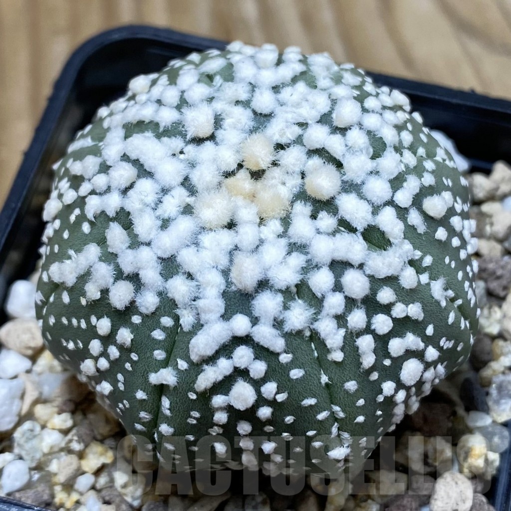 SH19449 Astrophytum asterias 'Hanazono'