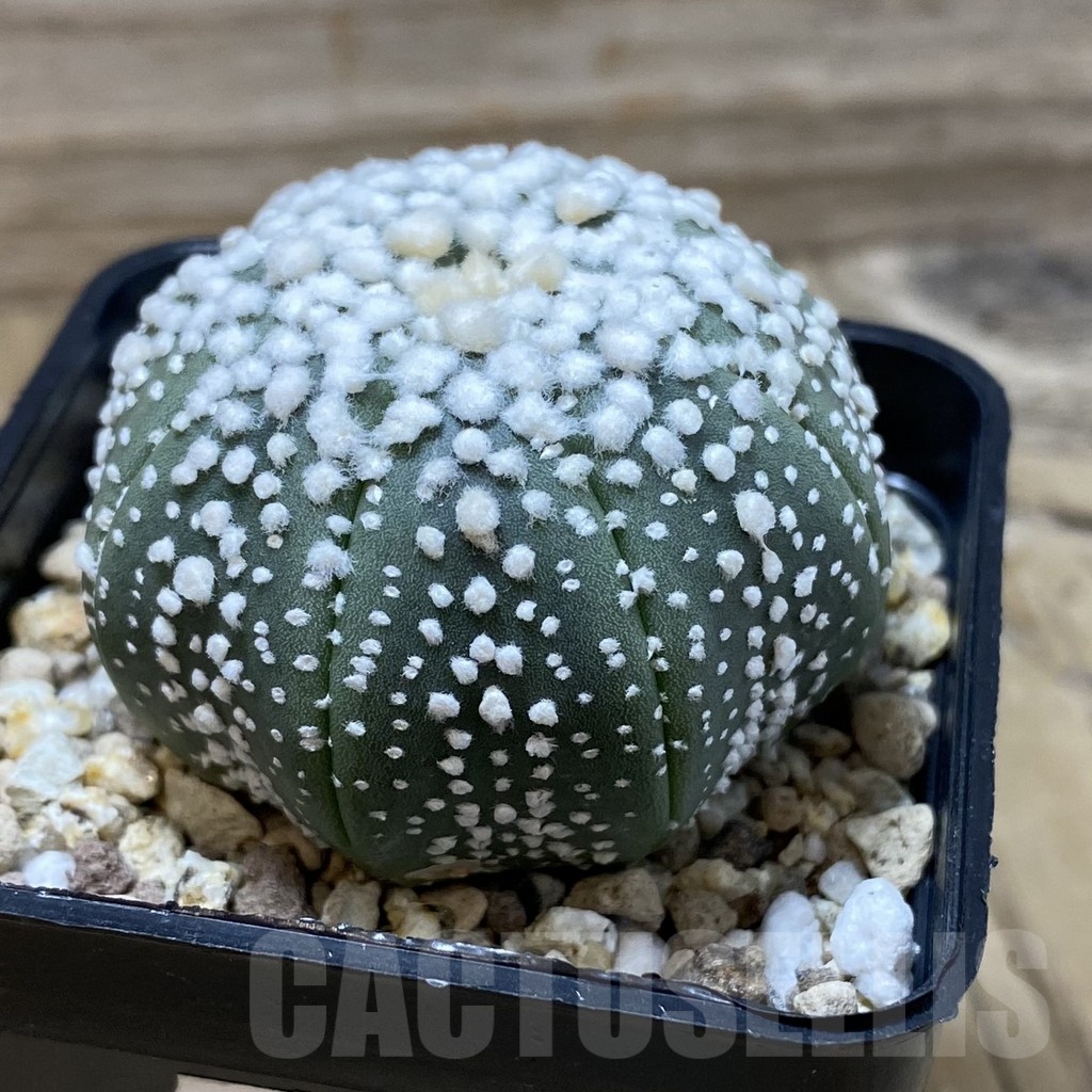 SH19449 Astrophytum asterias 'Hanazono' - Image 2