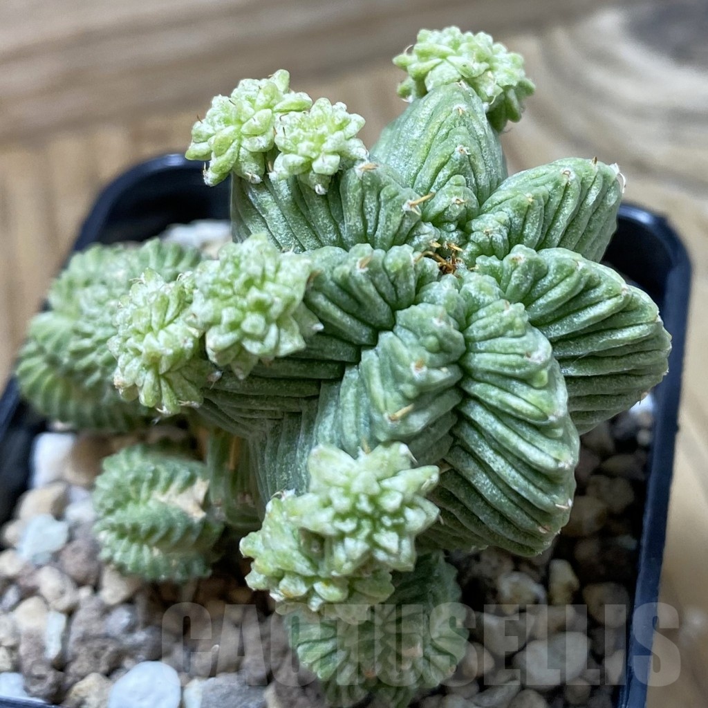 SH19512 Aztekium valdezii, grafted