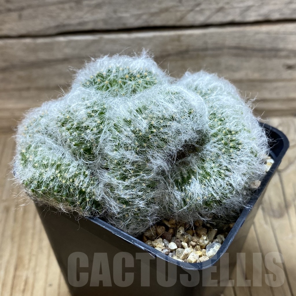SH19352 Mammillaria baumii f. cristata - Image 2