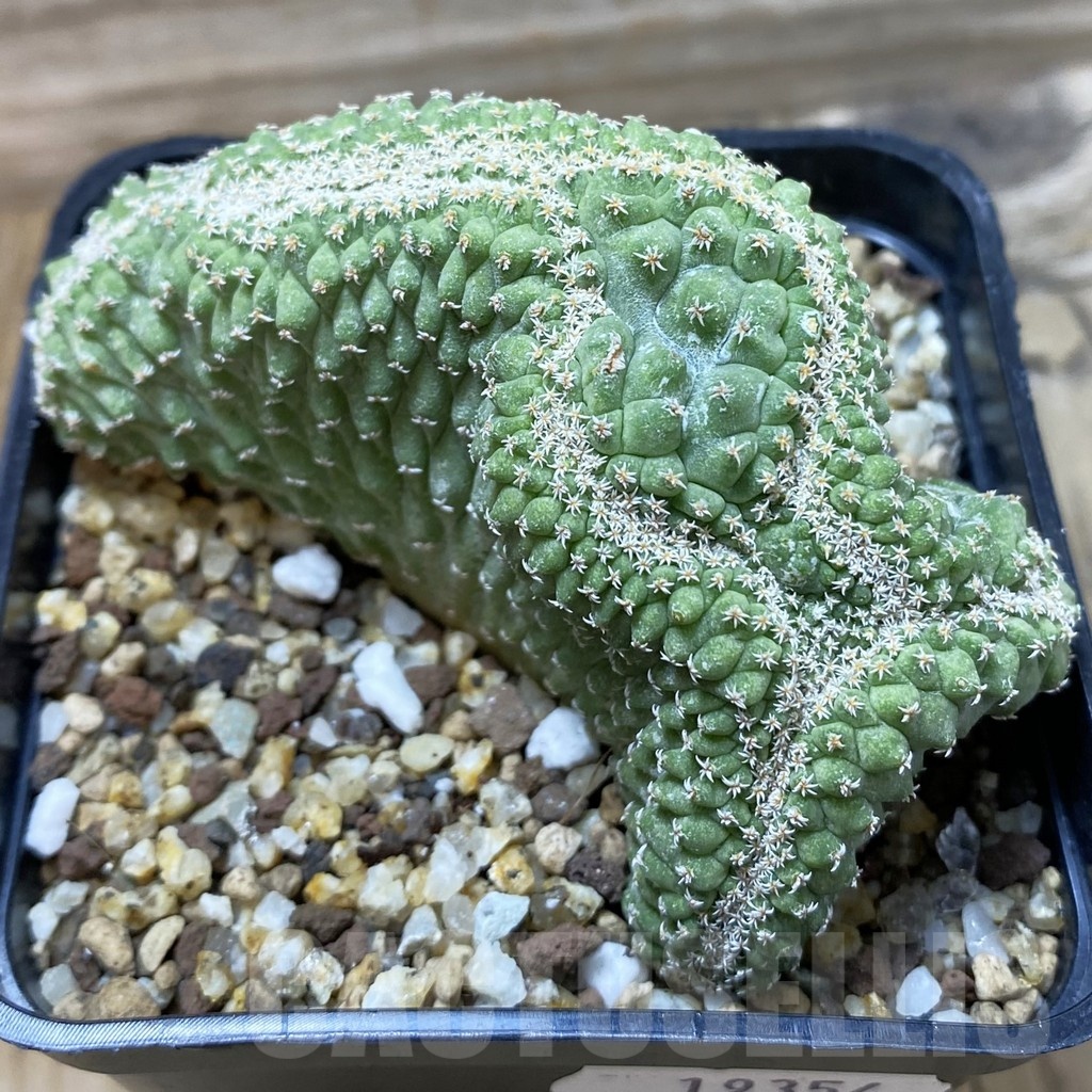 SH19354 Strombocactus disciformis f. cristata, own roots