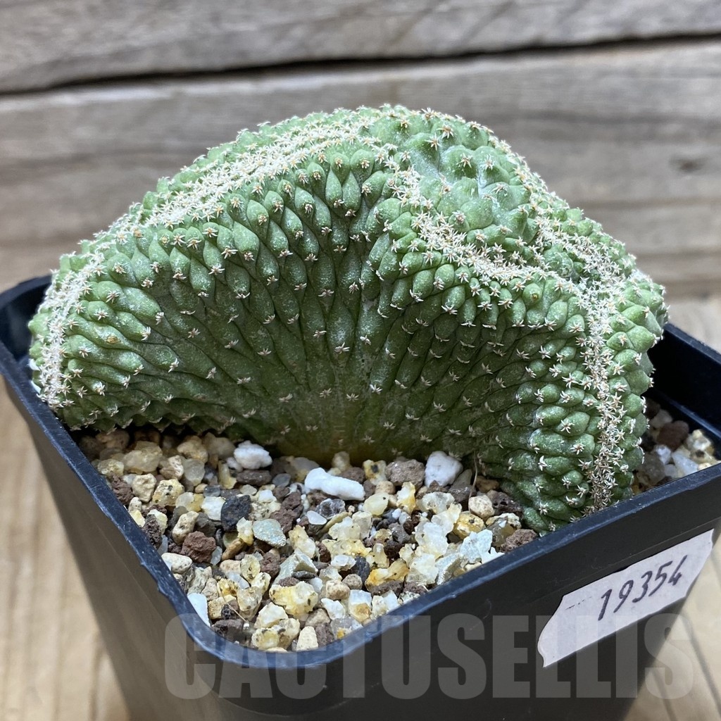 SH19354 Strombocactus disciformis f. cristata, own roots - Image 2