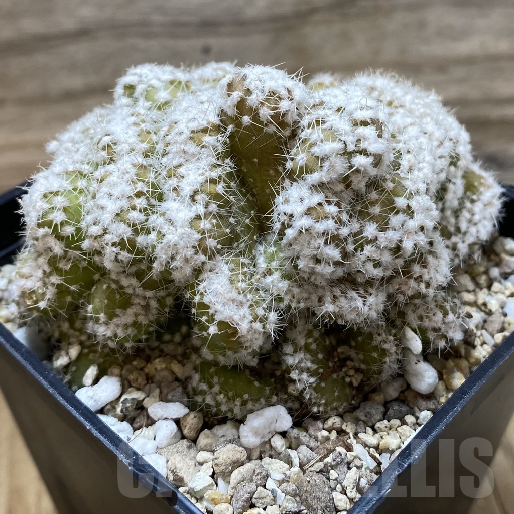 SH19349 Echinopsis subdenudata f. cristata - Image 2