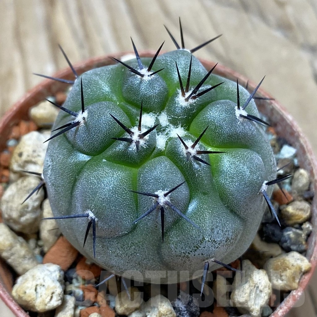 SH18252 Copiapoa cinerea PHA 2945