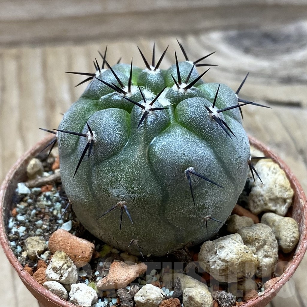 SH18252 Copiapoa cinerea PHA 2945 - Image 2