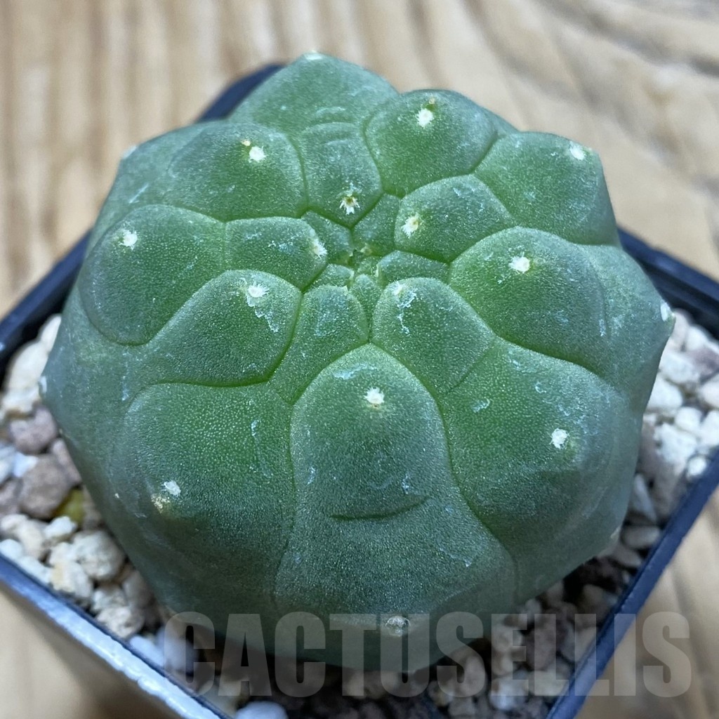 SH19557 Matucana madisoniorum