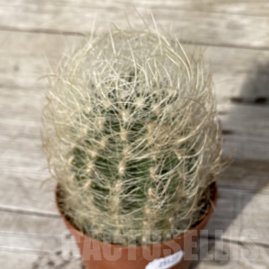 SH25177 Neoporteria gerocephala - Image 2