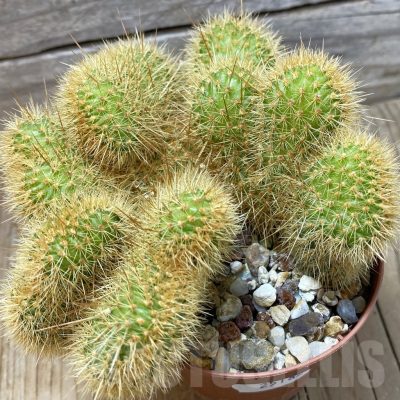 SH25182 Cleistocactus winteri f. cristata
