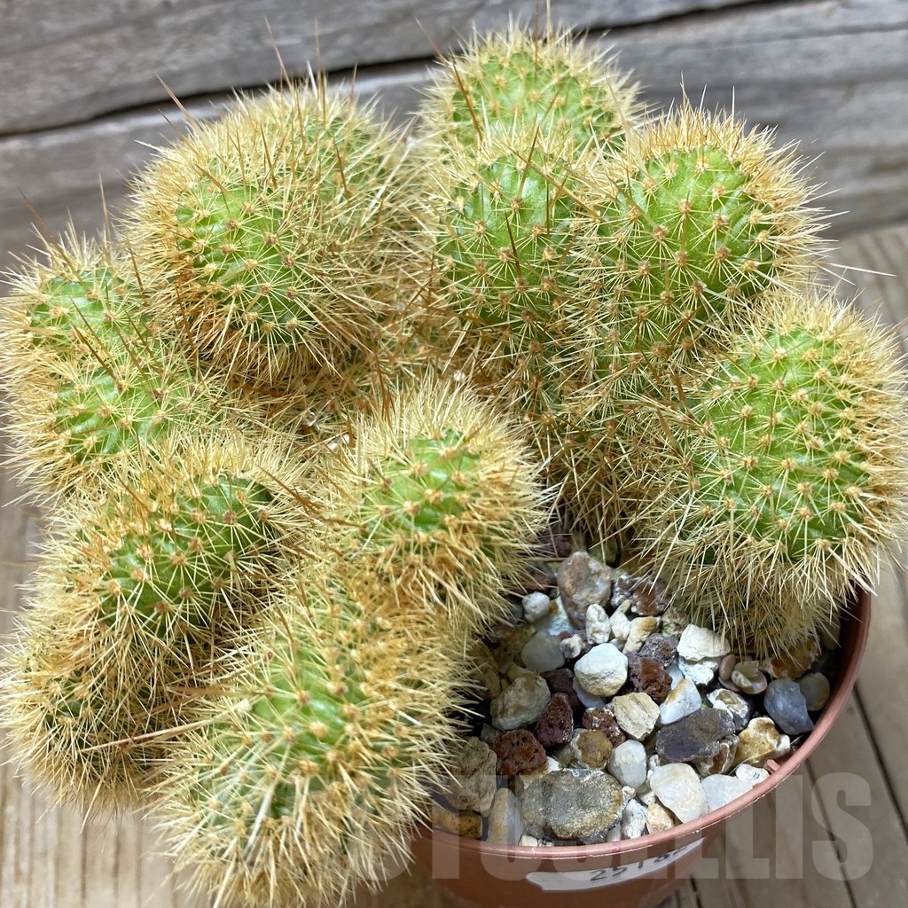 SH25182 Cleistocactus winteri f. cristata