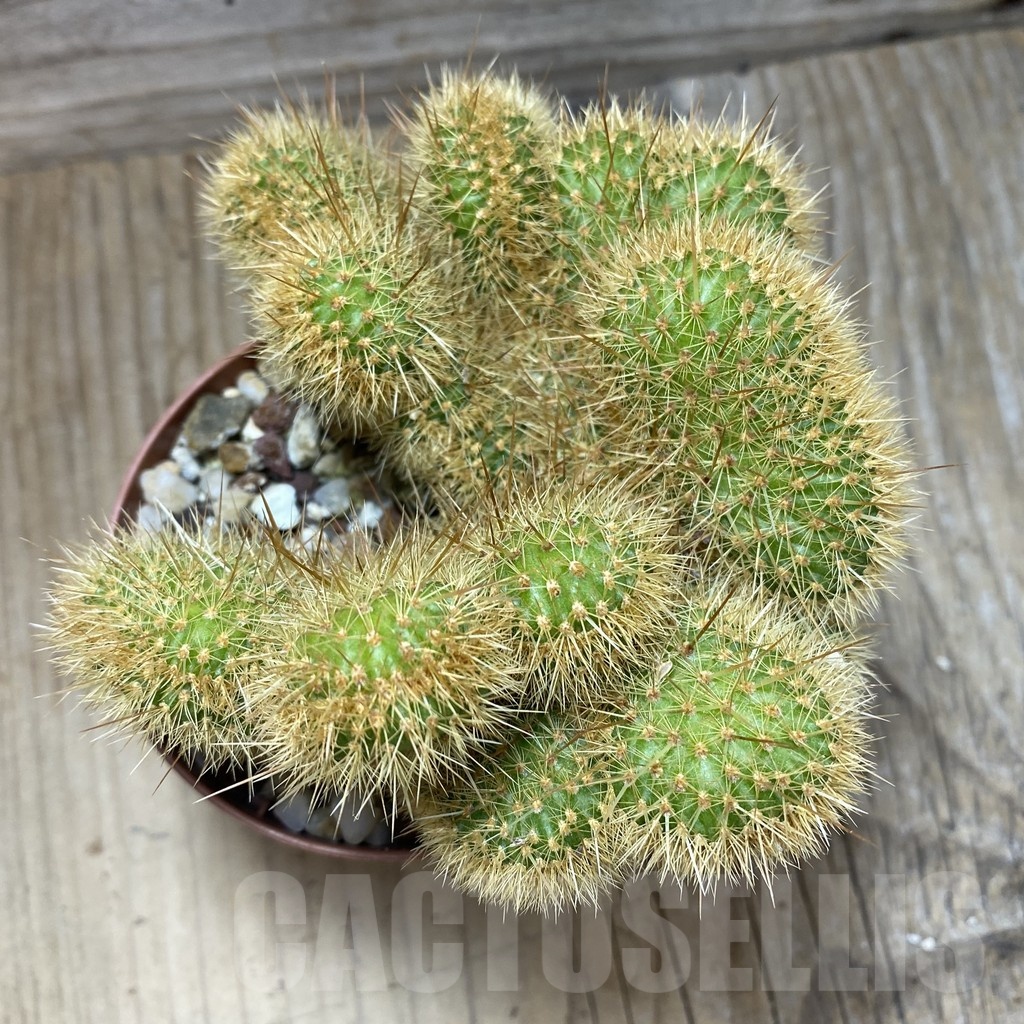 SH25182 Cleistocactus winteri f. cristata - Image 2