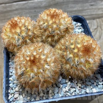SH25188 Mammillaria carmenae v. rubrispina