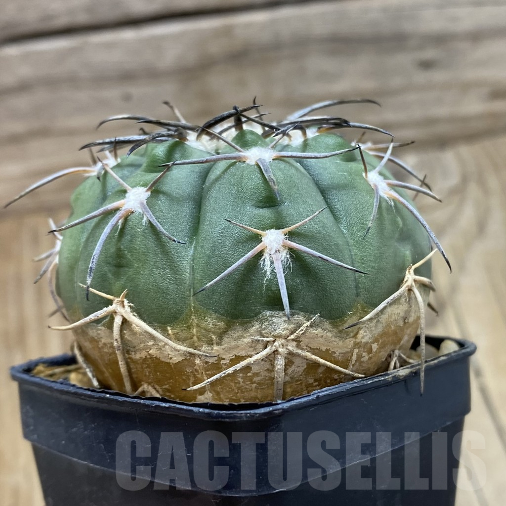 SH14111 Gymnocalycium spegazzinii LB 4731 - Image 2