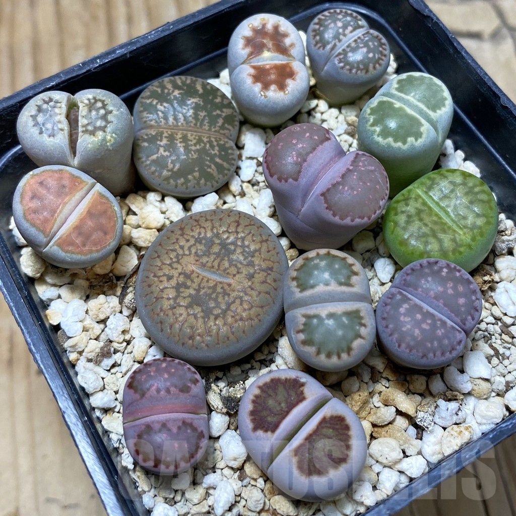 SH21604 Lithops mix