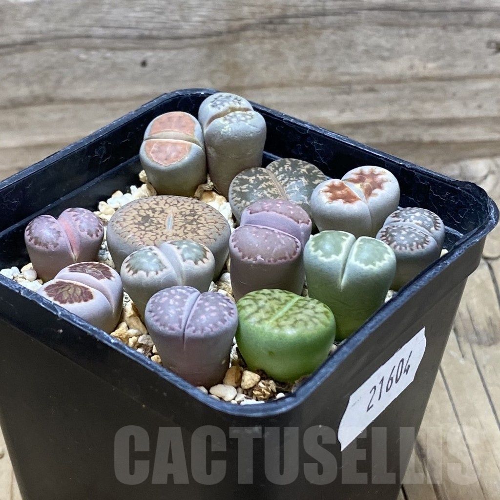 SH21604 Lithops mix - Image 2