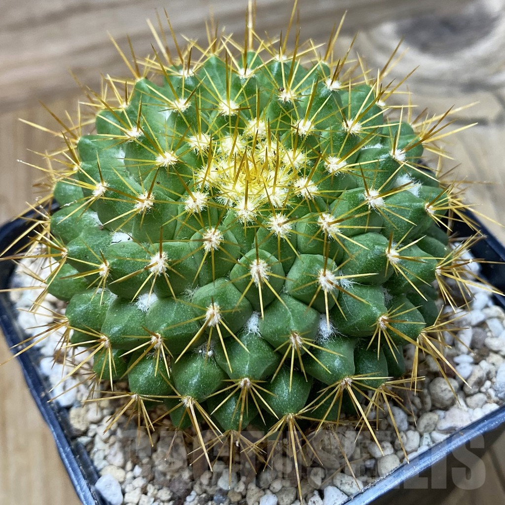 SH25163 Mammillaria marksiana