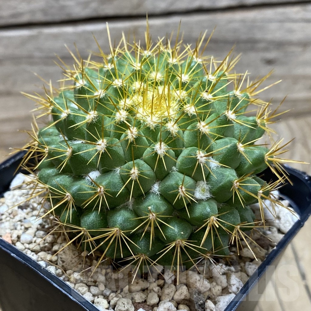SH25163 Mammillaria marksiana - Image 2