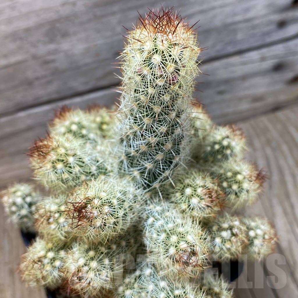SH25166 Mammillaria elongata hybrid