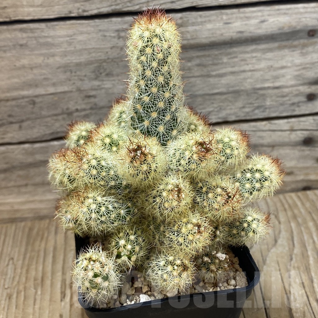 SH25166 Mammillaria elongata hybrid - Image 2