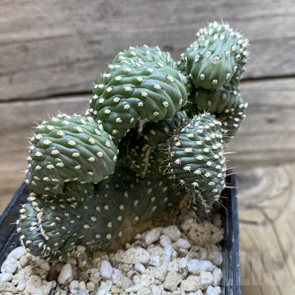 SH25169 Opuntia fulgida f. cristata - Image 2
