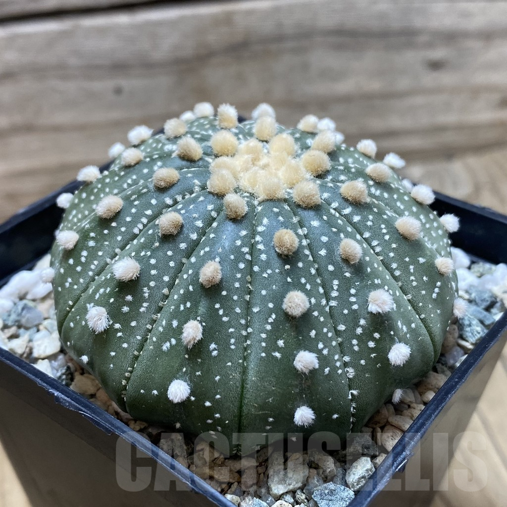 SH20056 Astrophytum asterias f. multicostatum - Image 2