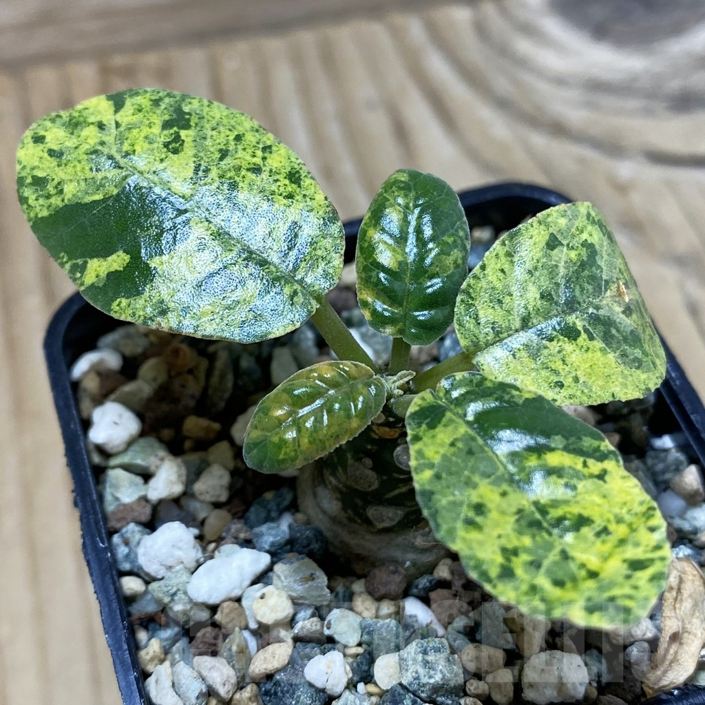 SH25239 Dorstenia foetida f. variegata