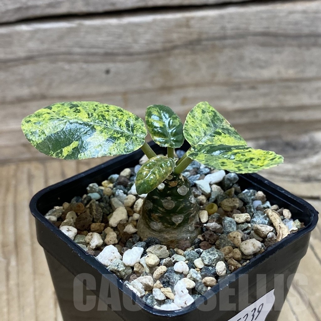 SH25239 Dorstenia foetida f. variegata - Image 2