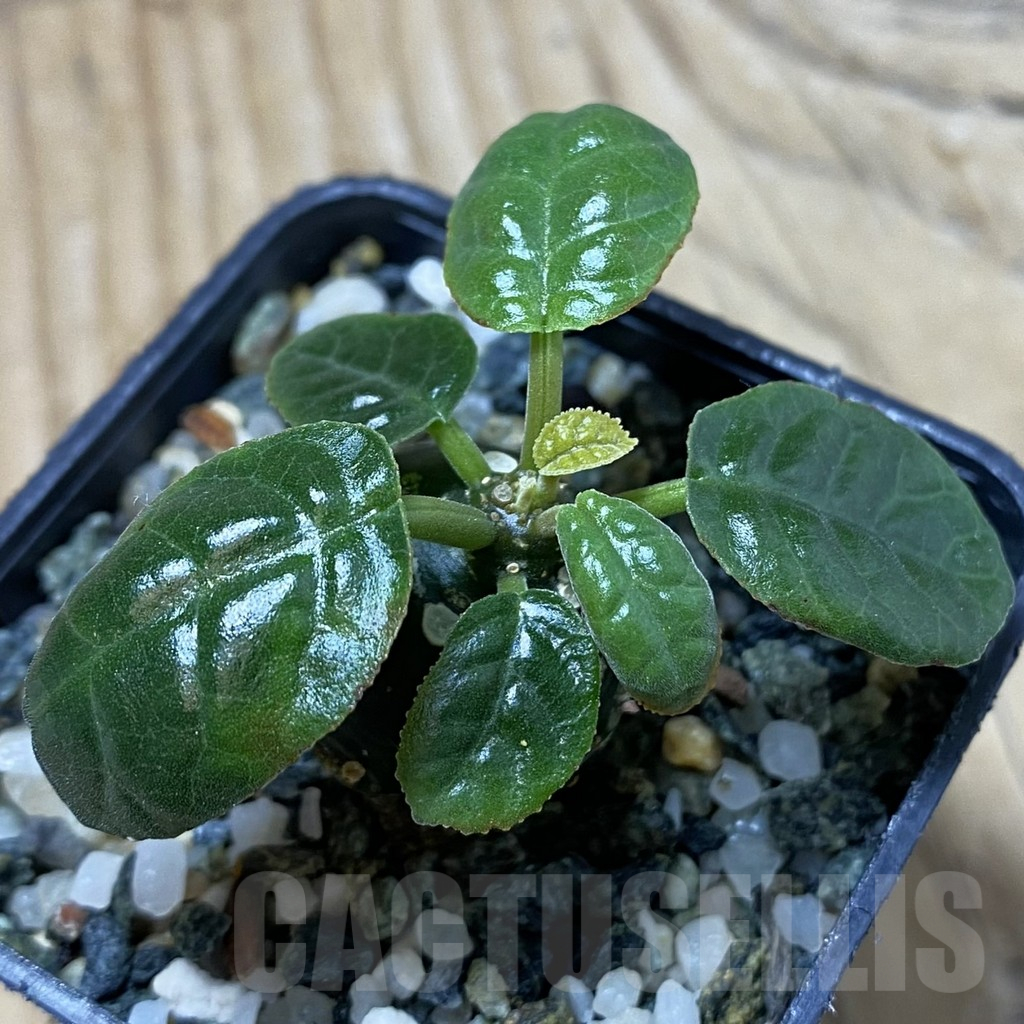 SH25241 Dorstenia foetida