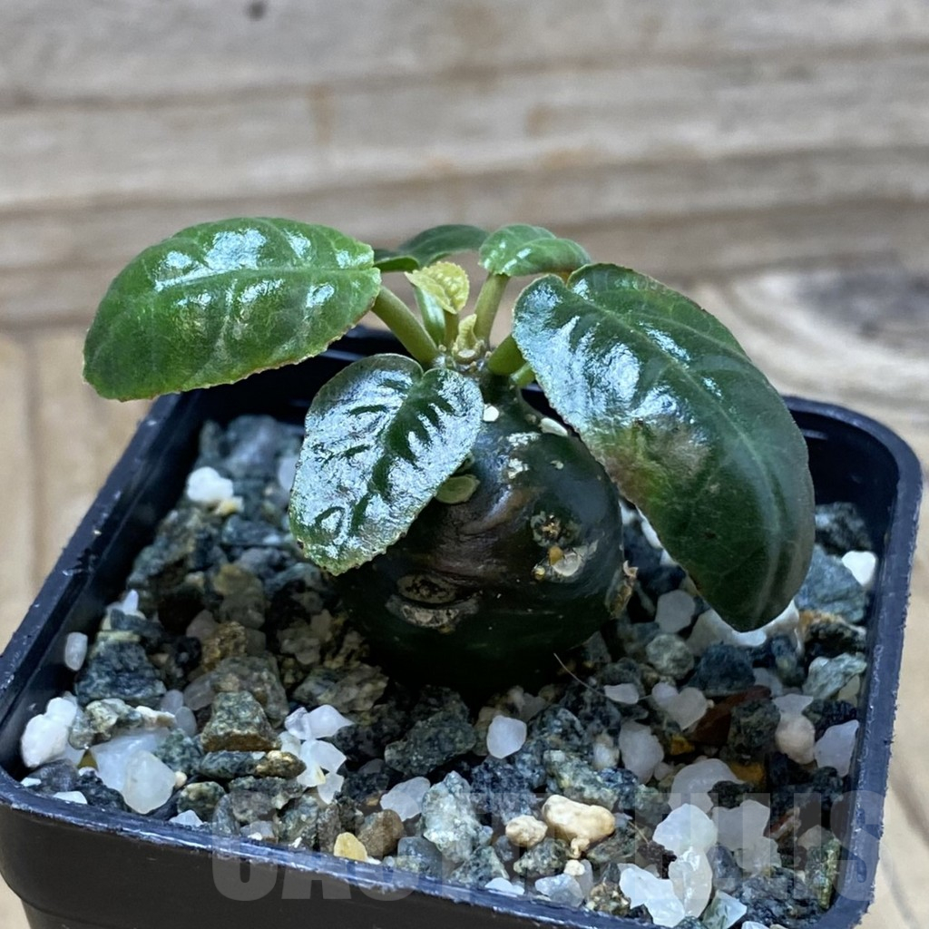 SH25241 Dorstenia foetida - Image 2
