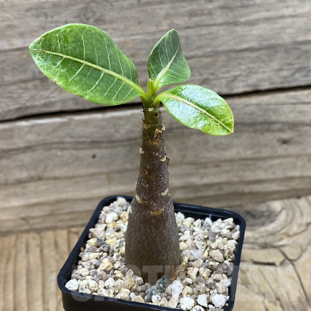 SH25248 Adenium arabicum ‘Black Body’ - Image 2