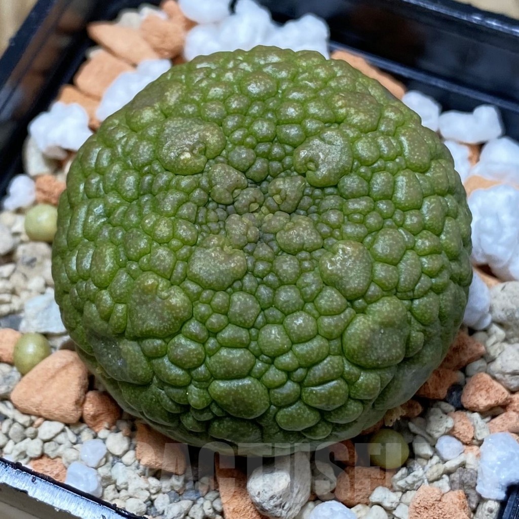 SH25254 Pseudolithos migiurtinus