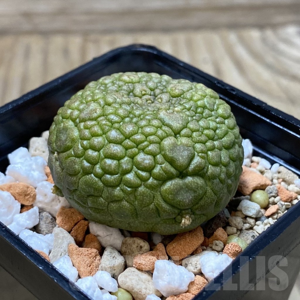 SH25254 Pseudolithos migiurtinus - Image 2