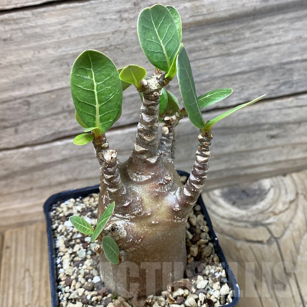 SH25237 Adenium arabicum ‘Black Body’ - Image 2