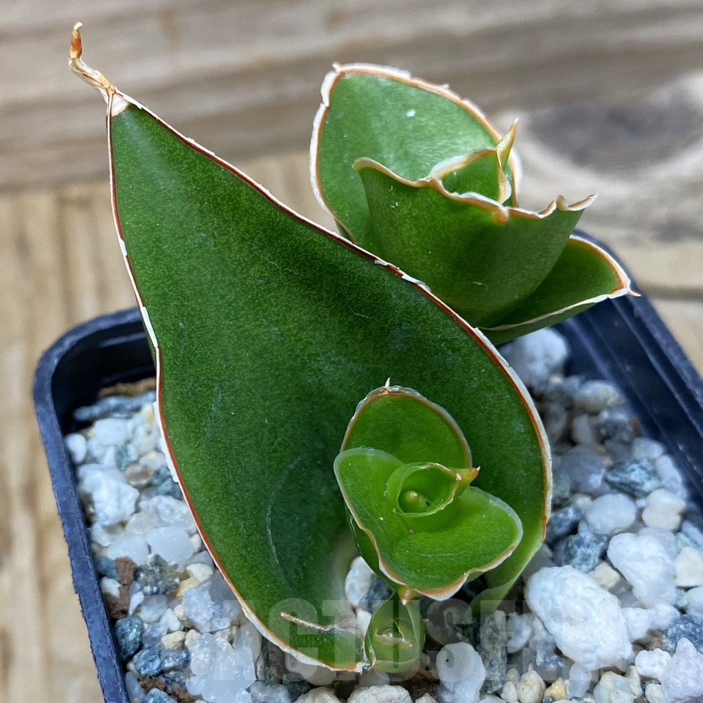 SH25257 Sansevieria 'Tower'