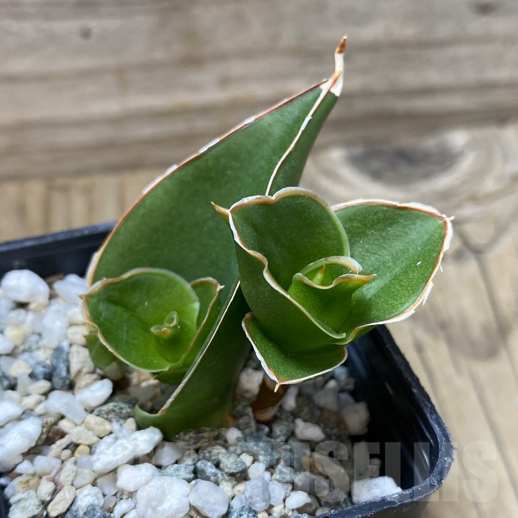 SH25257 Sansevieria 'Tower' - Image 2
