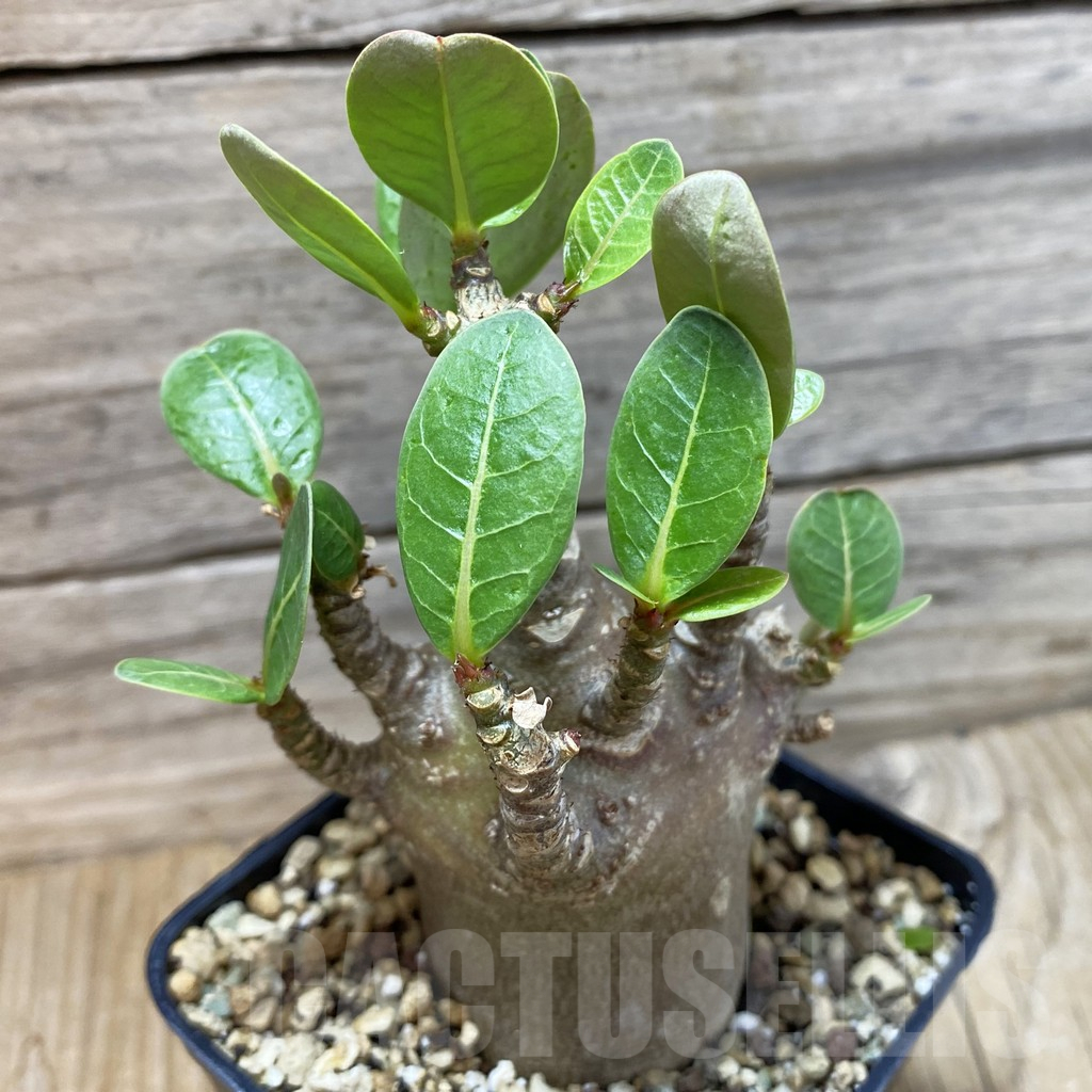 SH25237 Adenium arabicum ‘Black Body’